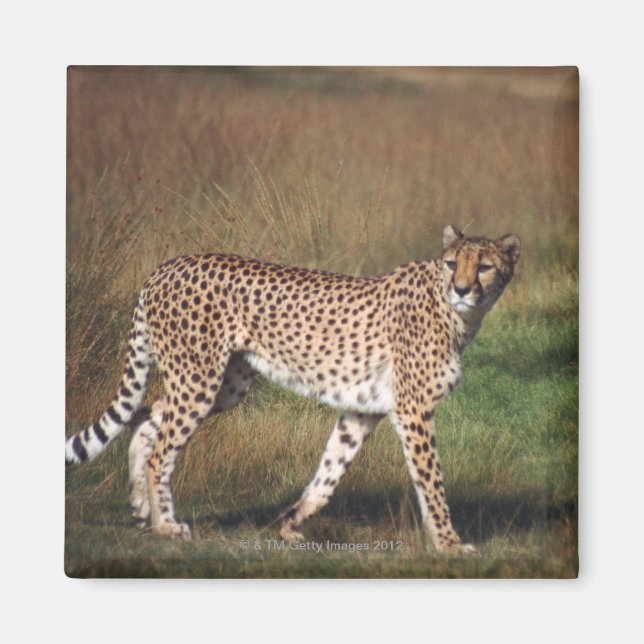 Íman Leopardo em planície (Frente)