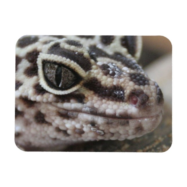 Íman Leopardo Gecko Olhos Boca Fechados (Horizontal)