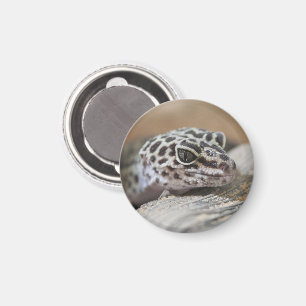 Íman Leopardo Gecko Olhos de Boca Fechados