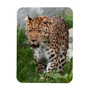 Íman Leopardo Magnet