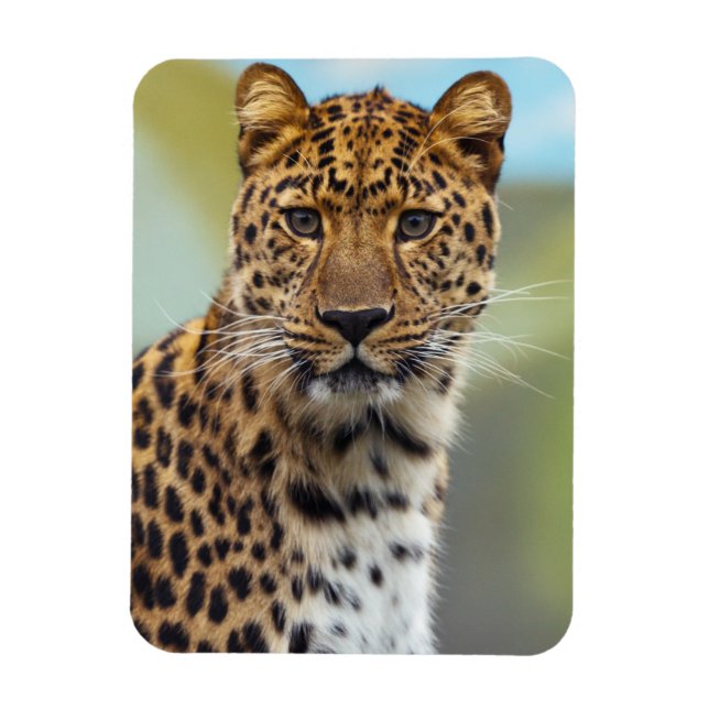 Íman Leopardo Magnet (Vertical)