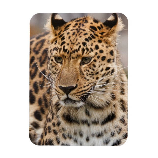 Íman Leopardo Magnet (Vertical)