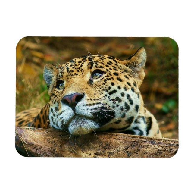 Íman Leopardo Magnet (Horizontal)
