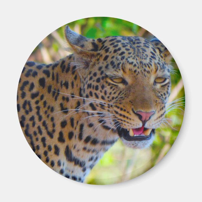 Íman Leopardo Manchado (Frente)
