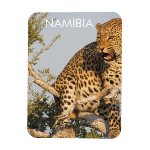 Íman Leopardo, Namíbia Magnet