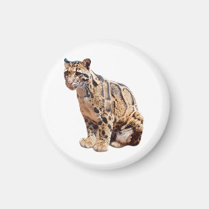 Íman leopardo nebuloso fotografia selva grande gato ani