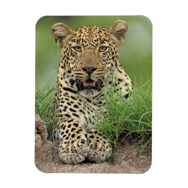 Íman Leopardo, Panthera pardus, Jogo Sabi Sabi (Vertical)