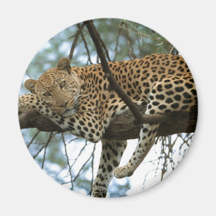 Íman Leopardo que descansa na árvore