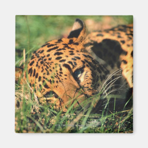 Íman Leopardo que descansa na grama