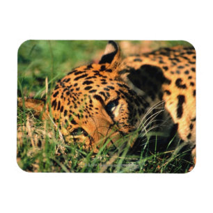 Íman Leopardo que descansa na grama