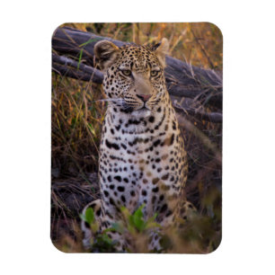Íman Leopardo sentado, Botsuana, África