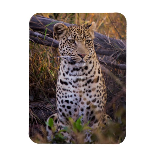Íman Leopardo sentado, Botsuana, África (Vertical)