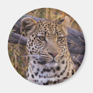 Íman Leopardo sentado, Botsuana, África