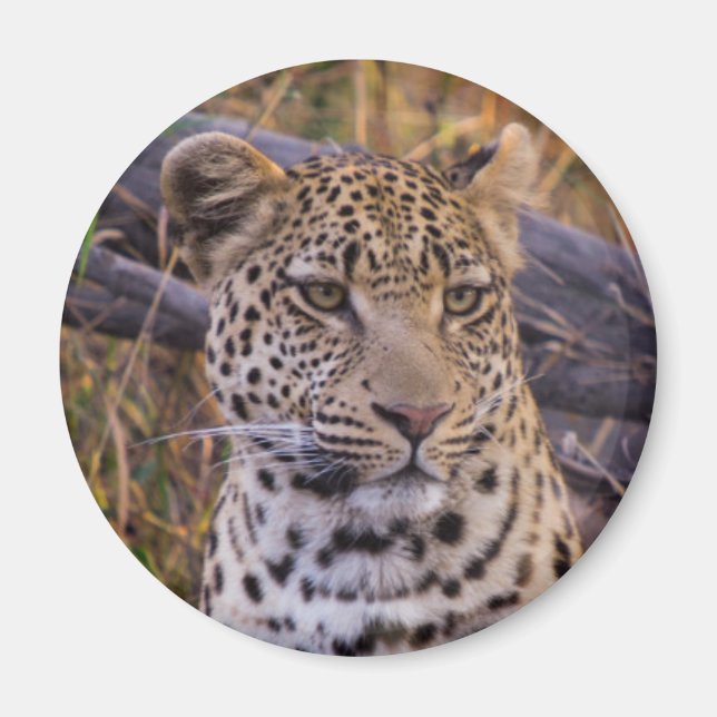 Íman Leopardo sentado, Botsuana, África (Frente)