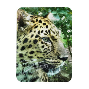 ÍMAN LEOPARDOS