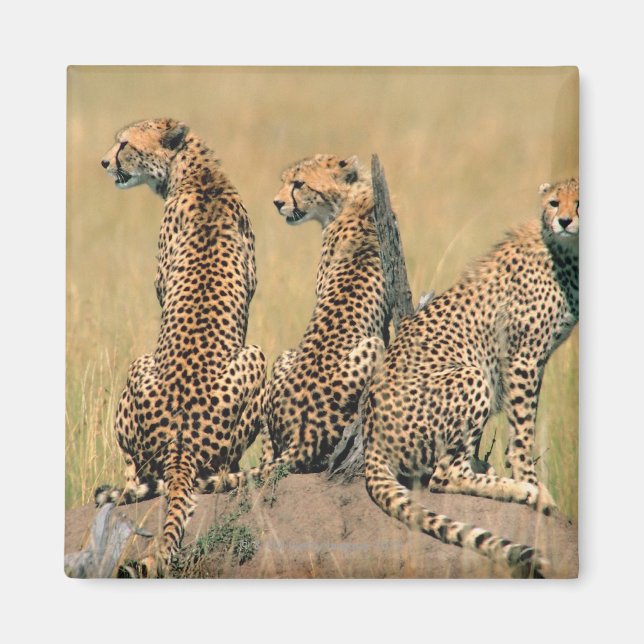 Íman Leopardos olhando para longe (Frente)