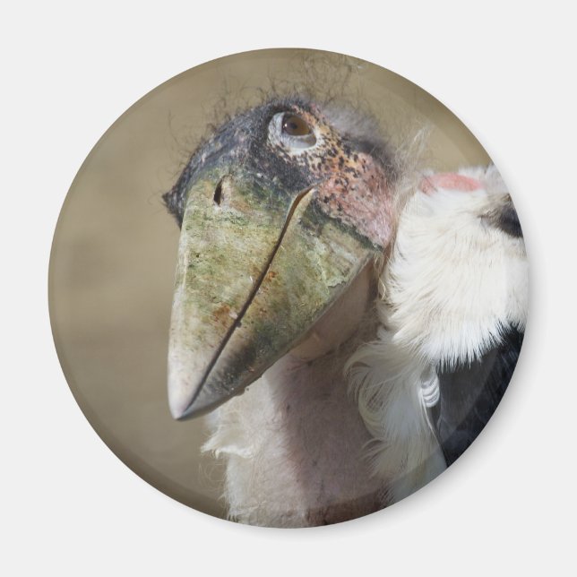 Íman Leptoptilos crumeniferus (Frente)