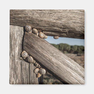 Íman Lesmas de jardim brancas (Theba pisana) estivando