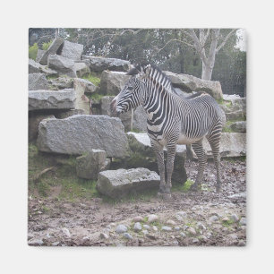 Íman Levantamento da zebra
