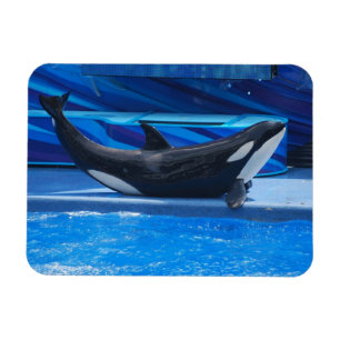 Íman Levantando o ímã flexível da orca