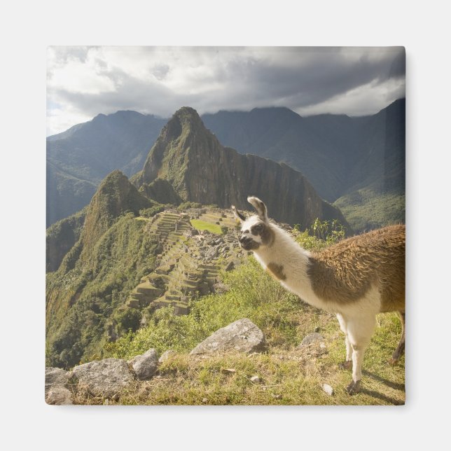 Íman Lhamas e uma vista geral de Machu Picchu, (Frente)