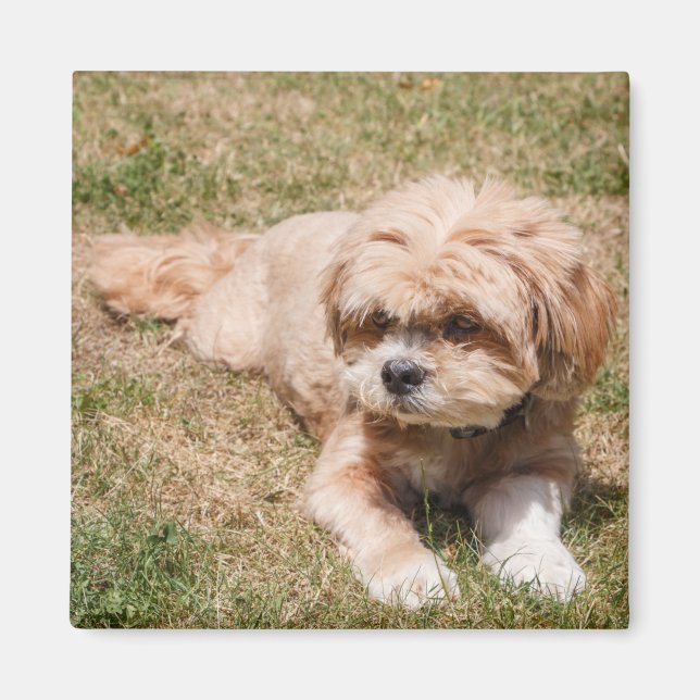 Íman Lhasa Apso cão (Frente)