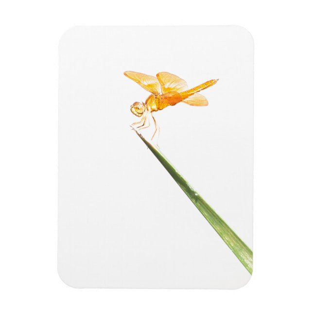 Íman libélula de asas âmbar mexicana (Vertical)
