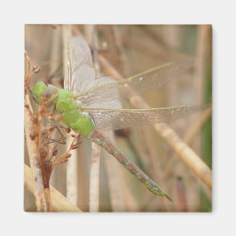 Íman Libélula Verde I1