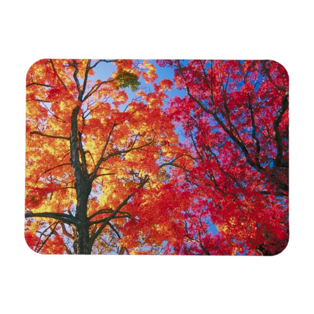 Íman Licença do outono, vermelha, laranja e amarela (Horizontal)