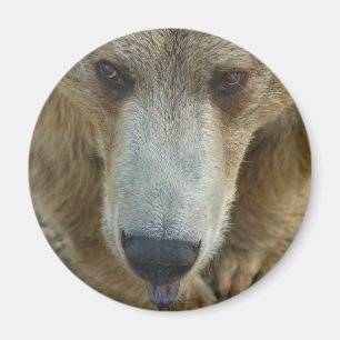 Íman Licenciamento de Urso