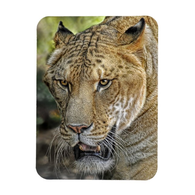 Íman liger (Vertical)