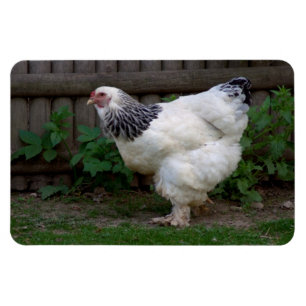 Íman Light Brahma Hen