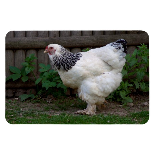 Íman Light Brahma Hen (Horizontal)