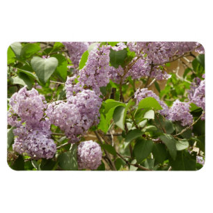 Íman Lilac Bush Lindas Flores de primavera Roxas