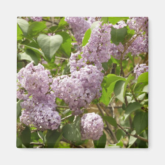 Íman Lilac Bush Lindas Flores de primavera Roxas