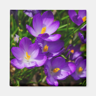 Íman Lilac Crocuses