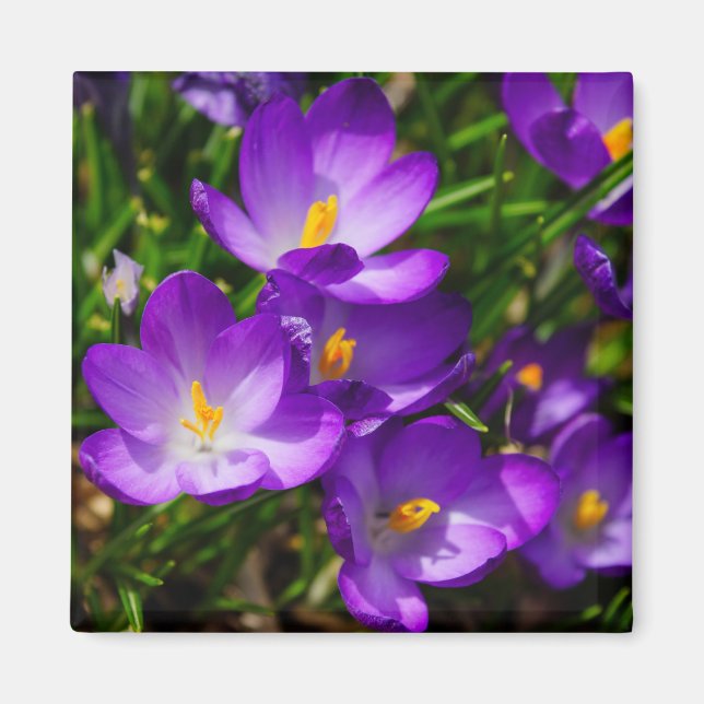 Íman Lilac Crocuses (Frente)