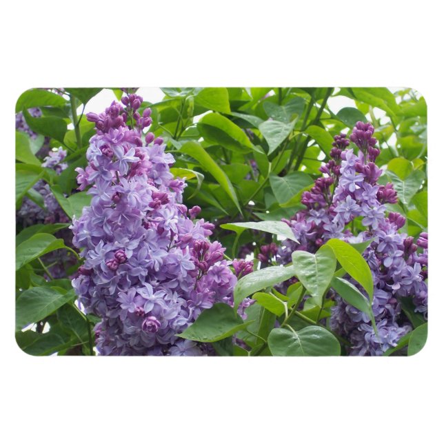 Íman Lilacs Magnet (Horizontal)