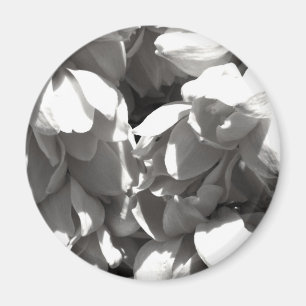 Íman lillies preto e branco da mandioca