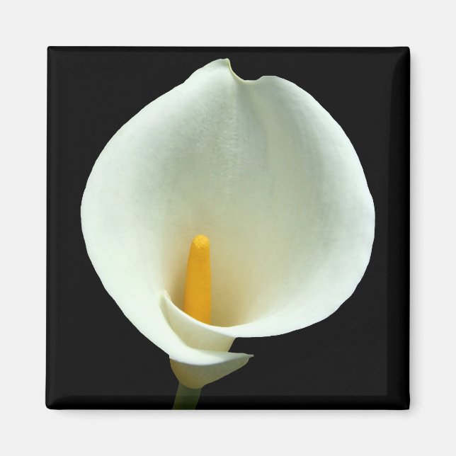 Íman Lilly Magnet (Frente)