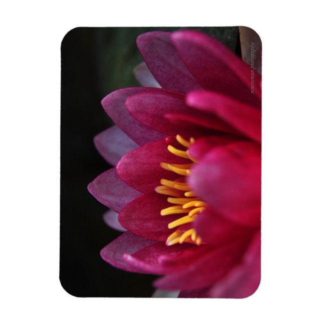 Íman Lily Água (Vertical)