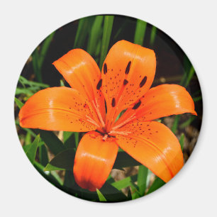 Íman Lily asiática laranja-vibrante