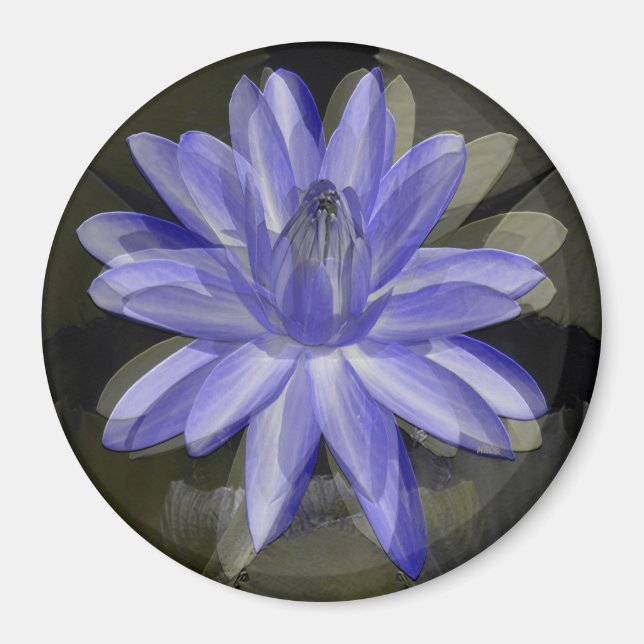 Íman Lily azul adorável..... (Frente)