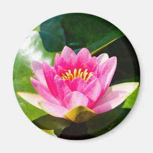 Íman Lily de água rosa com folhas verdes