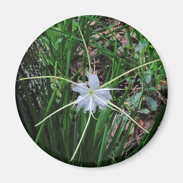 Íman Lily de pântano (Frente)