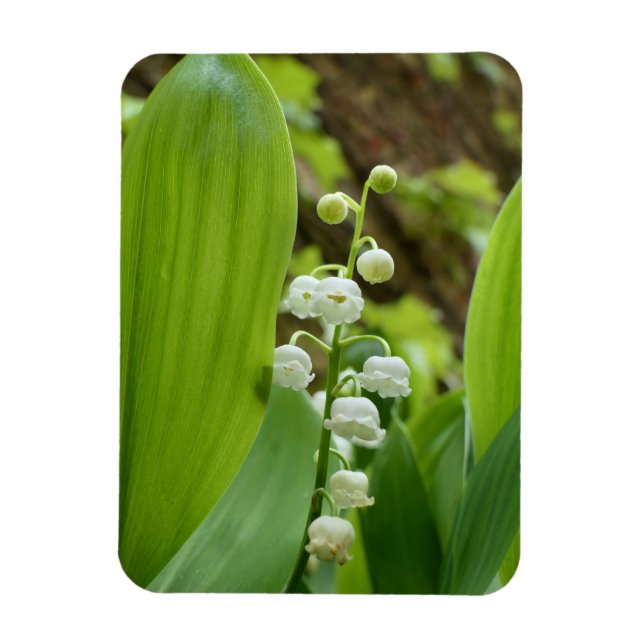 Íman Lily do Vale (Vertical)