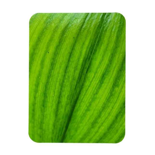 Íman Lily do Vale (Vertical)