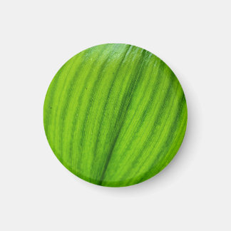 Íman Lily do Vale Magnet