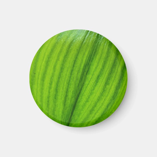 Íman Lily do Vale Magnet (Frente)