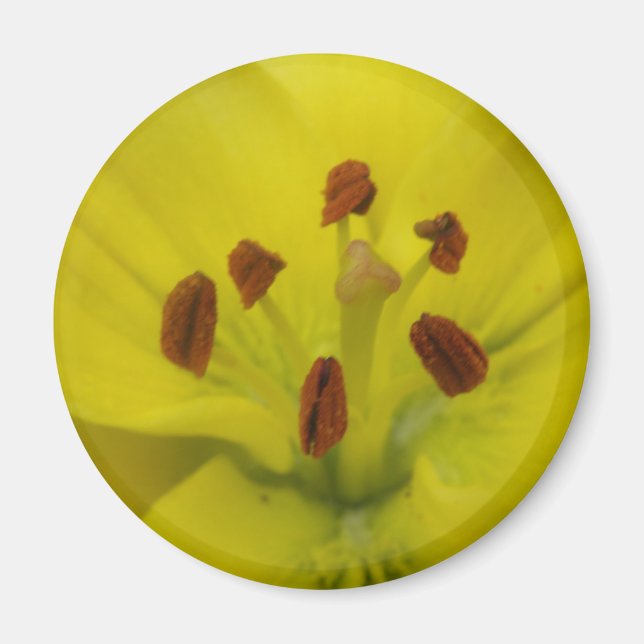 Íman Lily Floral Magnet Amarelo (Frente)